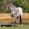 Grant (Appaloosa Horse)
