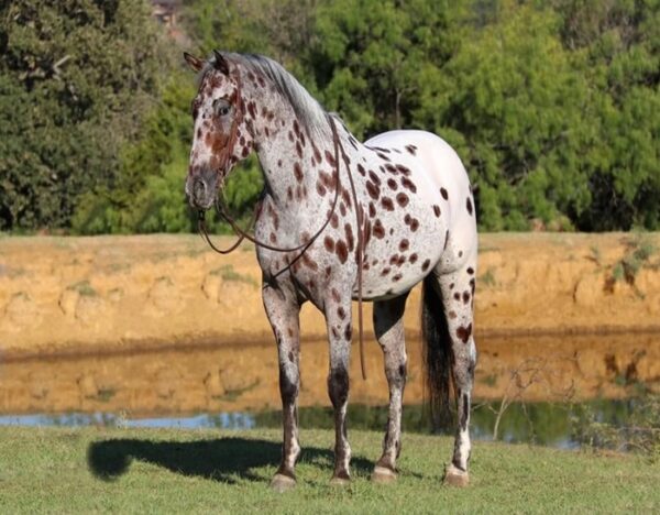 Grant (Appaloosa Horse)