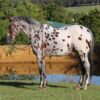 Grant (Appaloosa Horse)