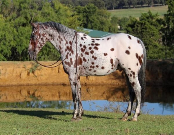 Grant (Appaloosa Horse)