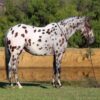 Grant (Appaloosa Horse)