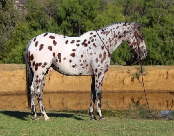 Grant (Appaloosa Horse)