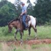 Caddo (Appaloosa Horse)
