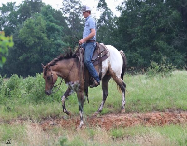 Caddo (Appaloosa Horse)