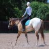 Caddo (Appaloosa Horse)