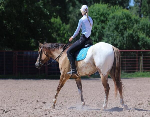 Caddo (Appaloosa Horse)