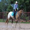 Caddo (Appaloosa Horse)