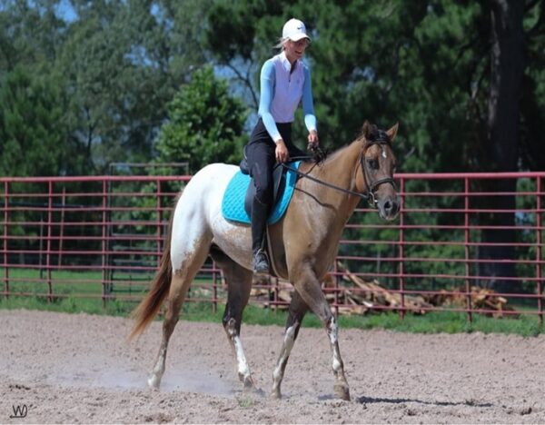 Caddo (Appaloosa Horse)