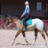 Caddo (Appaloosa Horse)