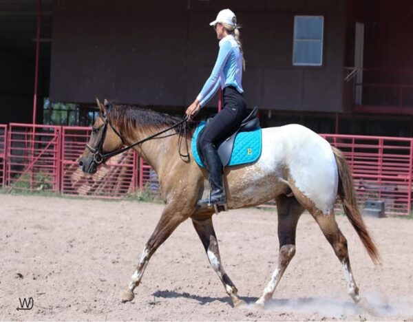 Caddo (Appaloosa Horse)
