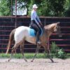 Caddo (Appaloosa Horse)