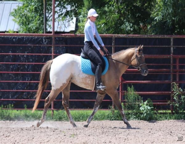 Caddo (Appaloosa Horse)