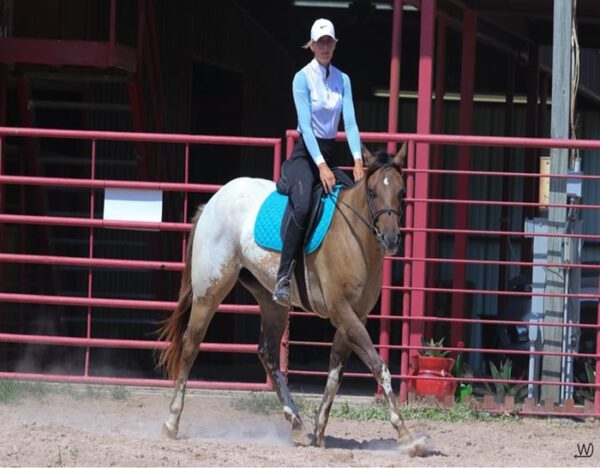 Caddo (Appaloosa Horse)