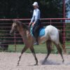 Caddo (Appaloosa Horse)