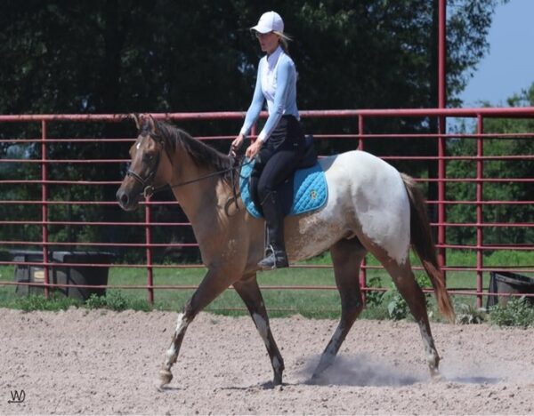 Caddo (Appaloosa Horse)
