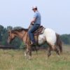 Caddo (Appaloosa Horse)