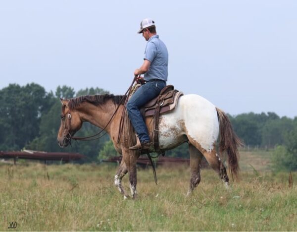 Caddo (Appaloosa Horse)