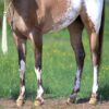 Caddo (Appaloosa Horse)