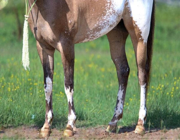 Caddo (Appaloosa Horse)