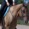 Caddo (Appaloosa Horse)