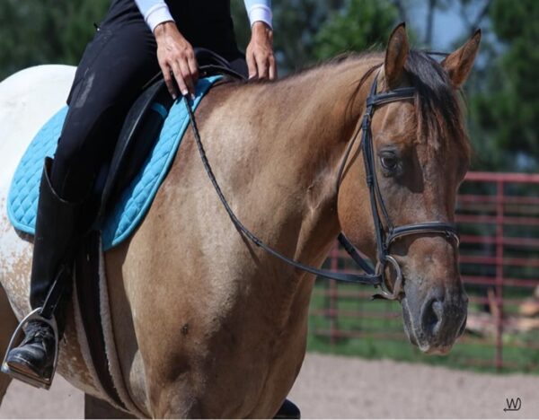 Caddo (Appaloosa Horse)