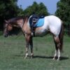 Caddo (Appaloosa Horse)