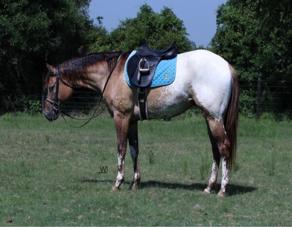 Caddo (Appaloosa Horse)