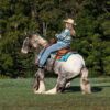 Dante (Appalossa Horse)