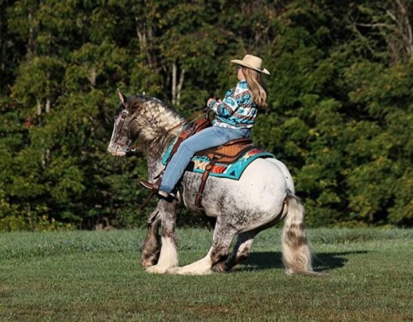 Dante (Appalossa Horse)