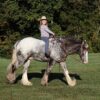 Dante (Appalossa Horse)
