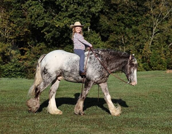 Dante (Appalossa Horse)