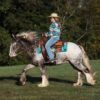 Dante (Appalossa Horse)