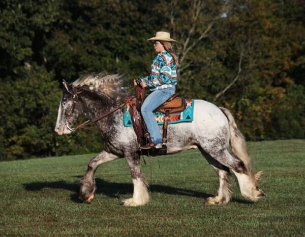 Dante (Appalossa Horse)