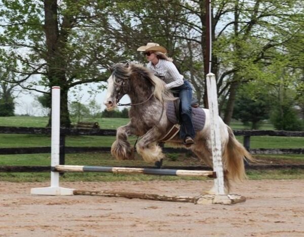 Dante (Appalossa Horse)