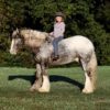 Dante (Appalossa Horse)