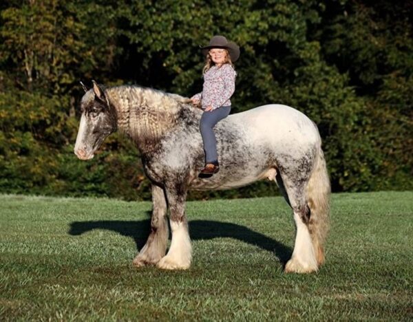 Dante (Appalossa Horse)