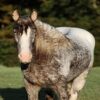 Dante (Appalossa Horse)