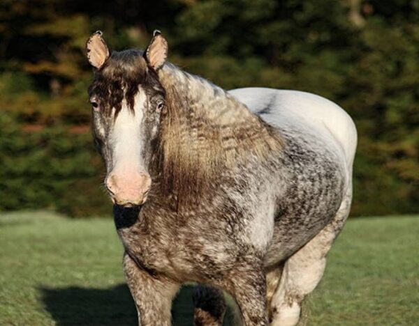Dante (Appalossa Horse)