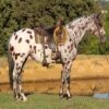 Grant (Appaloosa Horse)