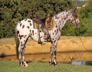 Grant (Appaloosa Horse)