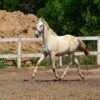 Zafira (Appalossa Horse)