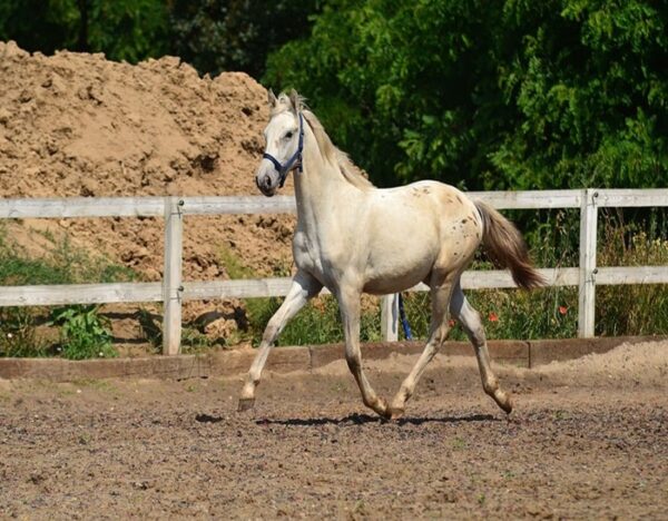 Zafira (Appalossa Horse)