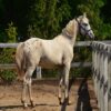 Zafira (Appalossa Horse)