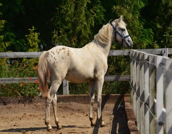 Zafira (Appalossa Horse)