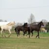 Zafira (Appalossa Horse)