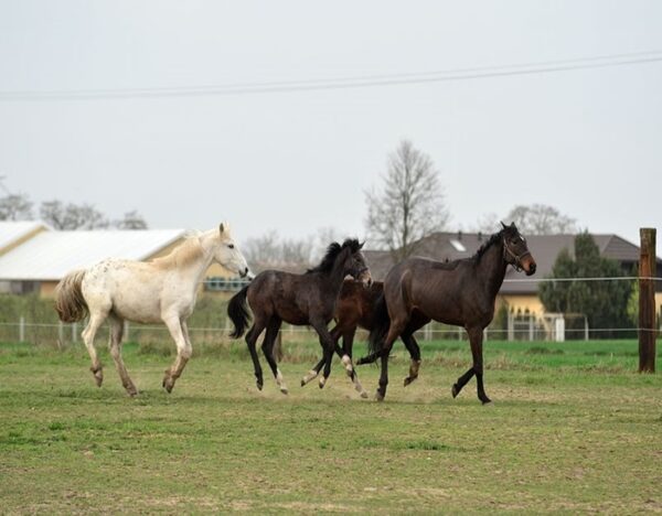 Zafira (Appalossa Horse)
