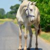 Zafira (Appalossa Horse)
