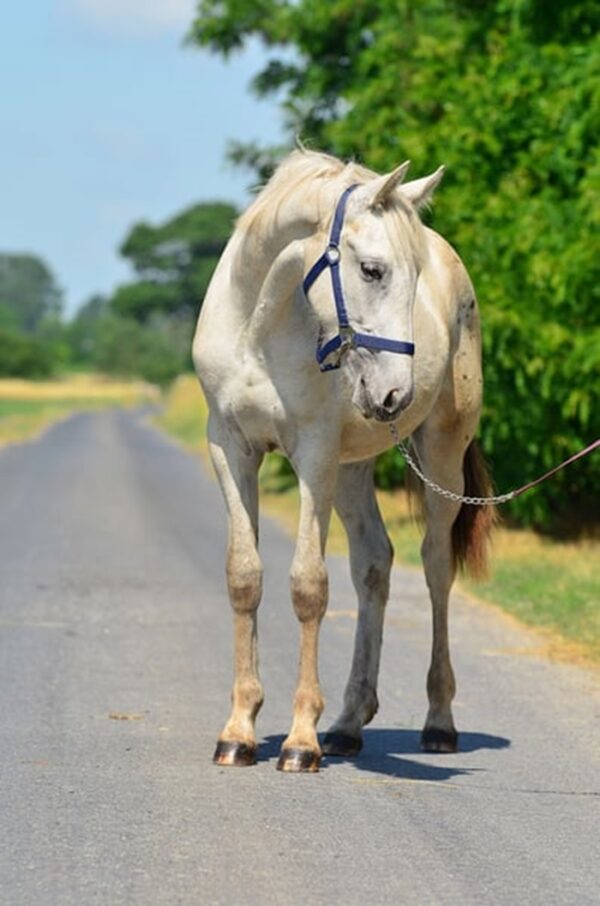 Zafira (Appalossa Horse)