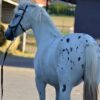 Zafira (Appalossa Horse)