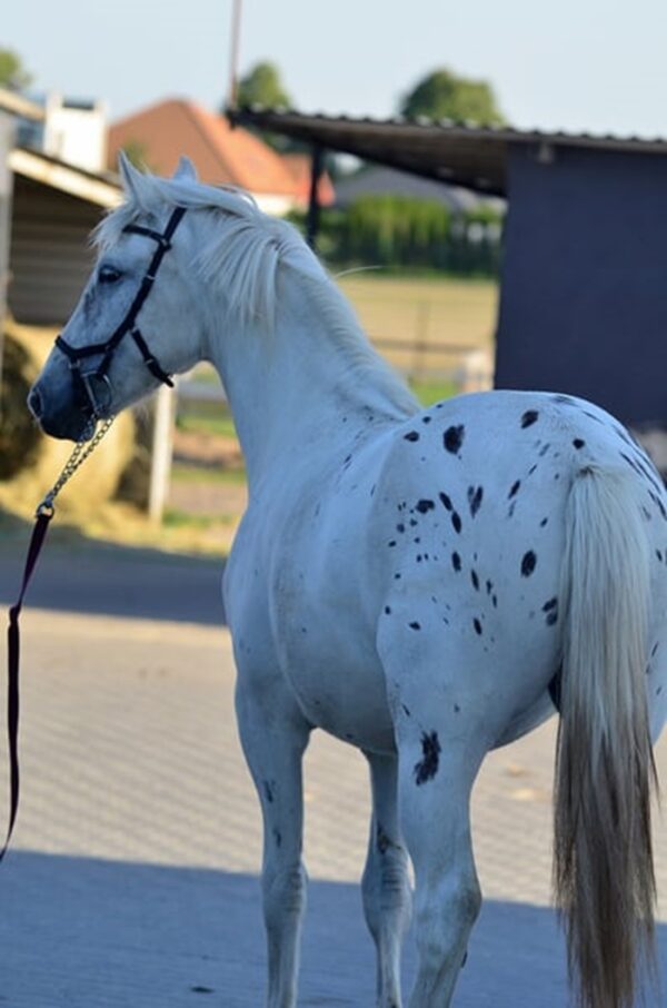 Zafira (Appalossa Horse)
